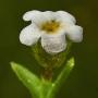 Grass Popcorn Flower (Plagiobothrys sp.): A very tiny native flower being only about 1/8" across.